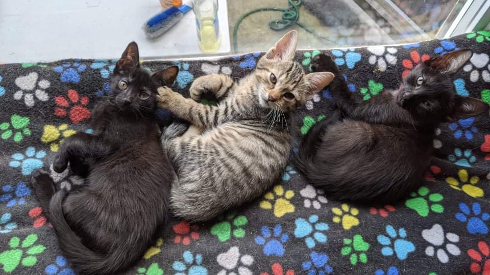 three kittens lay on a blanket. the two on the ends are all black, the middle is tabby and tan