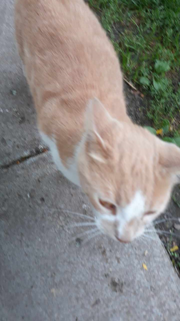 orange-and-white tabby cat with amber eyes