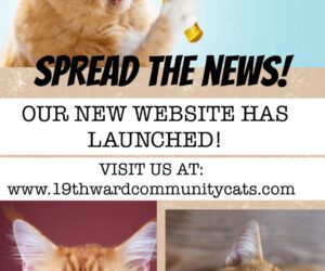 19th Ward Community Cats now has their own website!