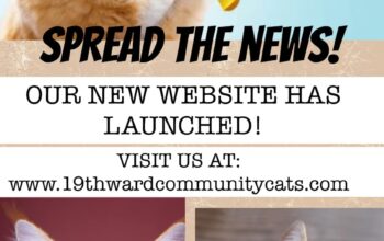 19th Ward Community Cats now has their own website!